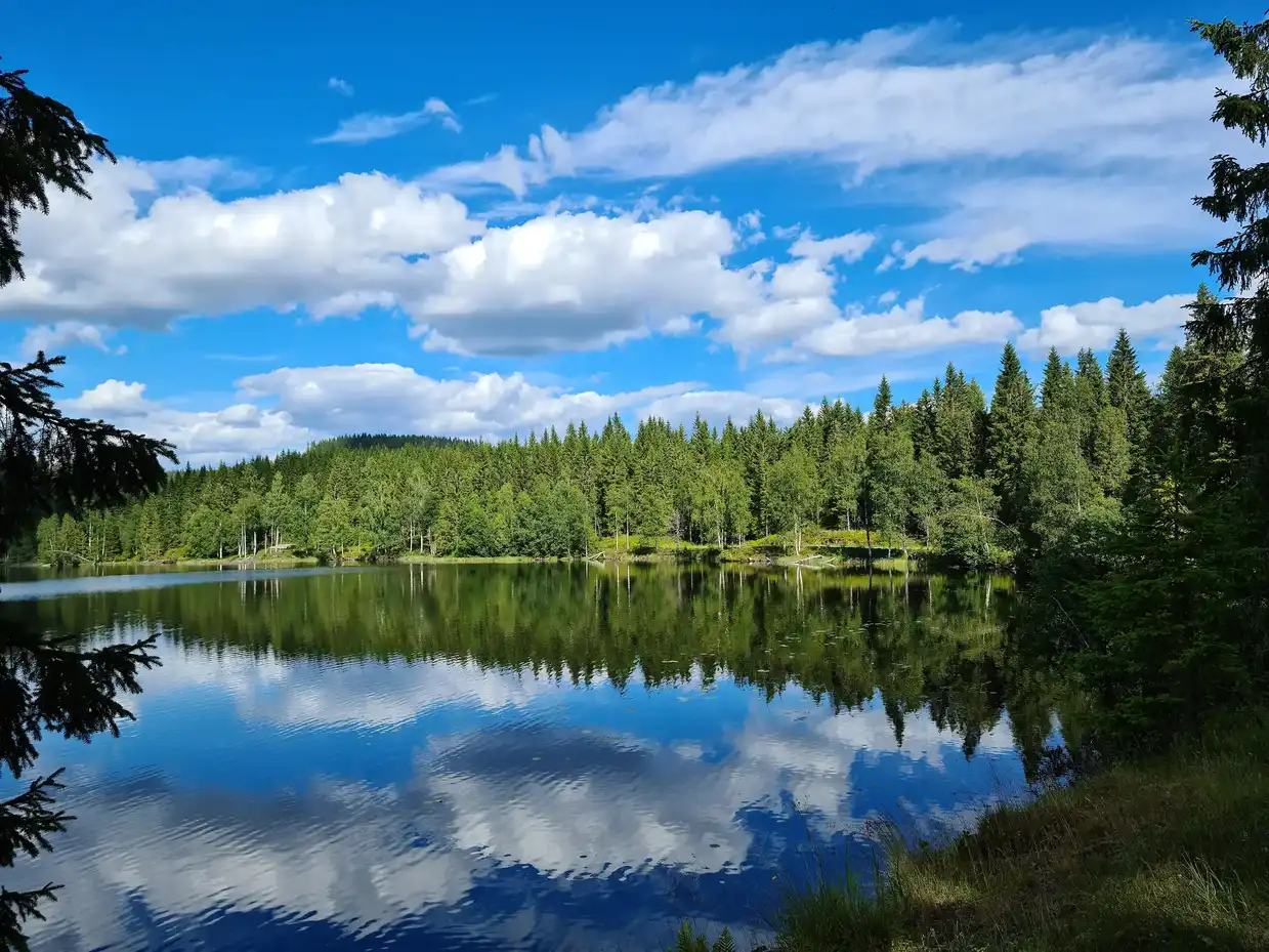 A still forest lake in summer, reflecting spruce trees and a blue sky with clouds.